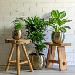 Kian Metal Plant Pots - Set Of 3 - Large - Sky Burn -Plants Sale Store Asparagus setaceus Lace Fern Dracaena fragrans Compacta Branched Aglaonema Diamond Bay Chinese Evergreen Kian Metal Plant Pots Set of 3 large Sky Burn