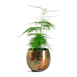 Kian Metal Plant Pots - Set Of 3 - Large - Sky Burn -Plants Sale Store Asparagus setaceus Lace Fern Kian Metal Plant Pots Set of 3 Large Sky Burn 5a4f7898 3bd3 467e 8bf2 18f6960f7d26