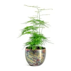 Asparagus Setaceus - Lace Fern -Plants Sale Store Asparagus setaceus Lace Fern Kian Metal Plant Pots Set of 3 Sky Burn