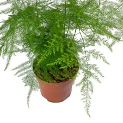 Asparagus Setaceus - Lace Fern -Plants Sale Store Asparagus setaceus Lace Fern Leaves