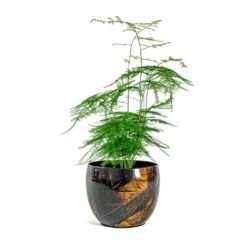 Asparagus Setaceus - Lace Fern -Plants Sale Store Asparagus setaceus Lace Fern Vive Metal Plant Pots Set of 3 Lava