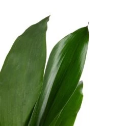 Aspidistra - Cast Iron Plant -Plants Sale Store Aspidistra Cast Iron Plant 13x50cm 3