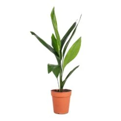 Aspidistra - Cast Iron Plant -Plants Sale Store Aspidistra Cast Iron Plant 13x50cm 4