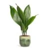 Aspidistra - Cast Iron Plant -Plants Sale Store Aspidistra Cast Iron Plant 13x50cm Moon Plant Pot Jungle 15x13cm c0c3f8bc d5f1 4c65 a265 96183b87e40f
