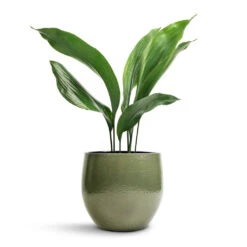 Zembla Plant Pot - Green 30 Zembla Plant Pot - Green -Plants Sale Store Aspidistra Cast Iron Plant 13x50cm Zembla Plant Pot Green 18x16cm 438fa13c bb40 491d 93ba a5233b4aa1a4