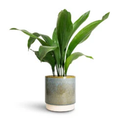 Copenhagen Plant Pot - Aqua -Plants Sale Store Aspidistra Cast Iron Plant 15x60cm Copenhagen Plant Pot Aqua 18.5x19.5cm