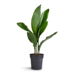 Aspidistra - Cast Iron Plant -Plants Sale Store Aspidistra Cast Iron Plant 15x60cm 99aef96f a9bd 424d 852b 74f9dbbdc04a