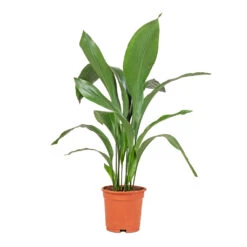 Aspidistra - Cast Iron Plant -Plants Sale Store Aspidistra Cast Iron Plant 17x70cm