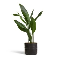 Hadleigh Plant Pot - Charcoal -Plants Sale Store Aspidistra Cast Iron Plant 17x70cm Hadleigh Plant Pot Charcoal 20x17.5cm 4b0a8f08 6716 4a5f 9c8f 049328a1ff68