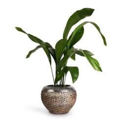 Aspidistra - Cast Iron Plant -Plants Sale Store Aspidistra Cast Iron Plant 17x80cm Luxe Lite Layer Globe Planter Bronze 28x20cm de5057ff 148b 4c39 9039 d945d87d5572