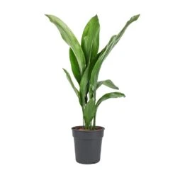 Aspidistra - Cast Iron Plant -Plants Sale Store Aspidistra Cast Iron Plant 19x80cm