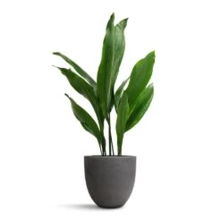 Aspidistra - Cast Iron Plant -Plants Sale Store Aspidistra Cast Iron Plant 19x80cm Mini Jesslyn Plant Pot Black Washed 25x21cm