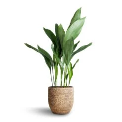 Aspidistra - Cast Iron Plant -Plants Sale Store Aspidistra Cast Iron Plant 21x90cm Cas Plant Pot Sahara 25x23cm b9a980d0 8ab9 4868 a962 8d07c25c75fe