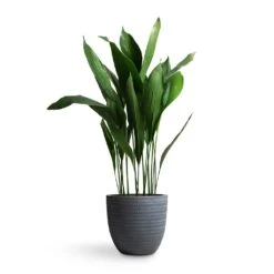 Angle Couple Plant Pot - Grey -Plants Sale Store Aspidistra Cast Iron Plant 24x110cm Angle Couple Plant Pot Grey 30x28cm