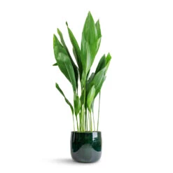 Aspidistra - Cast Iron Plant -Plants Sale Store Aspidistra Cast Iron Plant 24x110cm Babet Plant Pot Pine 27x23cm