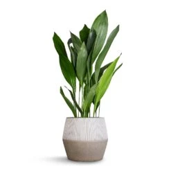 Aspidistra - Cast Iron Plant -Plants Sale Store Aspidistra Cast Iron Plant 24x110cm Harley Cement Stone Plant Pot Granite Grey 37x34cm b357b93f 28ad 442a b802 b34516807ecd