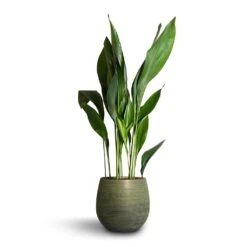 Aspidistra - Cast Iron Plant -Plants Sale Store Aspidistra Cast Iron Plant 24x110cm Lydia Plant Pot Shiny Green 31x28cm bdc227fa 823a 4873 85e1 bfbce4f56c1c