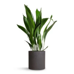 Aspidistra - Cast Iron Plant -Plants Sale Store Aspidistra Cast Iron Plant 24x110cm Max Plant Pot Black Washed 30x30cm