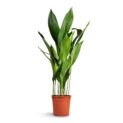 Aspidistra - Cast Iron Plant -Plants Sale Store Aspidistra Cast Iron Plant 24x110cm xl