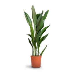 Aspidistra - Cast Iron Plant -Plants Sale Store Aspidistra Cast Iron Plant 24x110cm 12d6a488 4f3c 4a98 adc7 228e66c48a6a