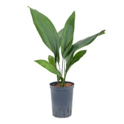 Aspidistra - Cast Iron Plant - HydroCare -Plants Sale Store Aspidistra Cast Iron Plant HydroCare 15 19x60cm