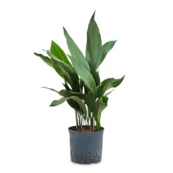Aspidistra - Cast Iron Plant - HydroCare -Plants Sale Store Aspidistra Cast Iron Plant HydroCare 18 19x80cm