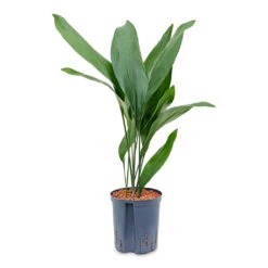 Aspidistra - Cast Iron Plant - HydroCare -Plants Sale Store Aspidistra Cast Iron Plant HydroCare 22 19x75cm