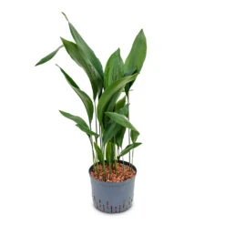 Aspidistra - Cast Iron Plant - HydroCare -Plants Sale Store Aspidistra Cast Iron Plant HydroCare 25 19x110cm
