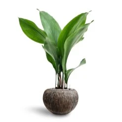 Luxe Lite Waterfall Globe Planter - Bronze -Plants Sale Store Aspidistra Cast Iron Plant Hydroculture Luxe Lite Waterfall Globe Planter Bronze