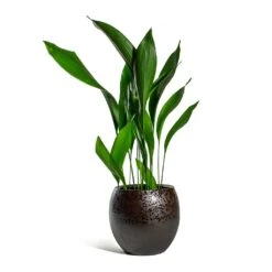 Kae Plant Pot - Mocha -Plants Sale Store Aspidistra Cast Iron Plant Kae Plant Pot Mocha 3f386780 9c79 4236 9def 4288bc96eaa8