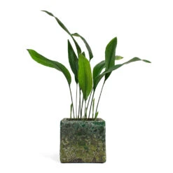 Lava Cube Relic Planter - Jade -Plants Sale Store Aspidistra Cast Iron Plant Lava Cube Relic Planter Jade