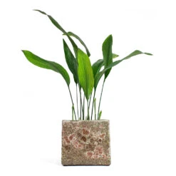 Lava Cube Relic Planter - Pink -Plants Sale Store Aspidistra Cast Iron Plant Lava Cube Relic Planter Pink
