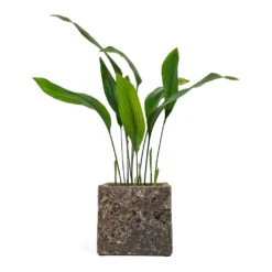 Lava Cube Relic Planter - Rust -Plants Sale Store Aspidistra Cast Iron Plant Lava Cube Relic Planter Rust