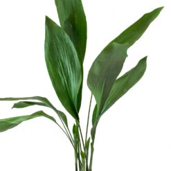 Aspidistra - Cast Iron Plant -Plants Sale Store Aspidistra Cast Iron Plant Leaves