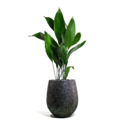 Opus Hit Darcy Planter - Silver -Plants Sale Store Aspidistra Cast Iron Plant Opus Hit Darcy Planter Silver