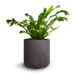 Asplenium Crissie Amy - Bird's Nest Fern 29 Asplenium Crissie Amy - Bird's Nest Fern -Plants Sale Store Asplenium Crissie Amy Bird s Nest Fern 12x20cm Charlie Plant Pot Black Washed 15x15cm