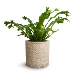 Asplenium Crissie Amy - Bird's Nest Fern 28 Asplenium Crissie Amy - Bird's Nest Fern -Plants Sale Store Asplenium Crissie Amy Bird s Nest Fern 12x20cm Venetian Plant Pot Grey 14x12cm