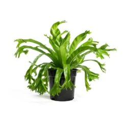Asplenium Crissie Amy - Bird's Nest Fern 20 Asplenium Crissie Amy - Bird's Nest Fern -Plants Sale Store Asplenium Crissie Amy Bird s Nest Fern 17cm