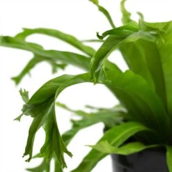 Asplenium Crissie Amy - Bird's Nest Fern 22 Asplenium Crissie Amy - Bird's Nest Fern -Plants Sale Store Asplenium Crissie Amy Bird s Nest Fern 17cm Close Up