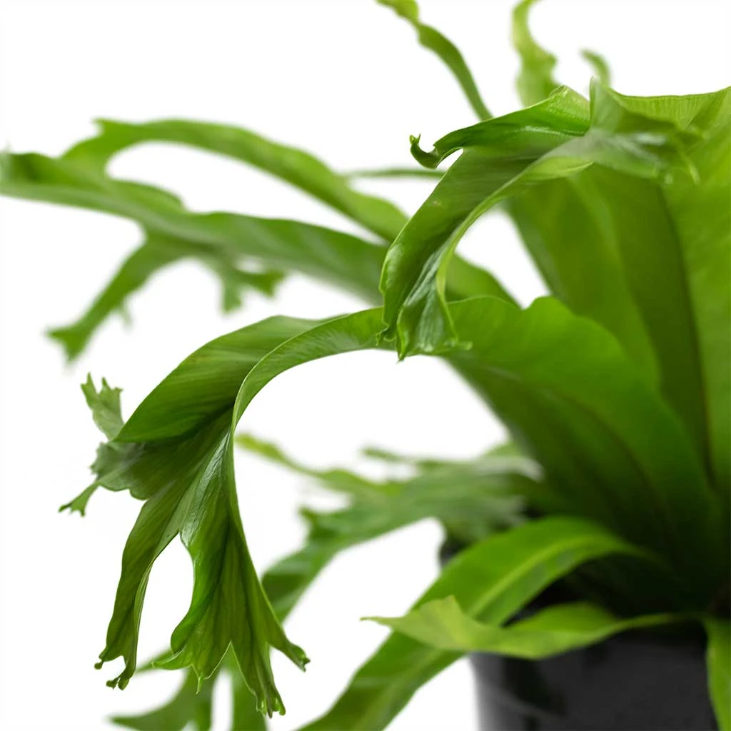 Asplenium Crissie Amy - Bird's Nest Fern 8 Asplenium Crissie Amy - Bird's Nest Fern - Image 6