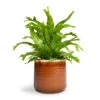 Asplenium Crissie Amy - Bird's Nest Fern -Plants Sale Store Asplenium Crissie Amy Bird s Nest Fern 17x50cm Jordy Plant Pot Caramel 20x18cm 1