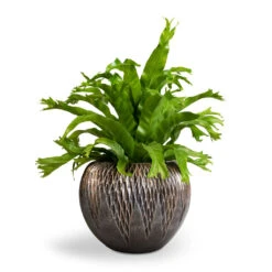 Luxe Lite Comet Globe Planter - Bronze 12 Luxe Lite Comet Globe Planter - Bronze -Plants Sale Store Asplenium Crissie Amy Bird s Nest Fern 17x50cm Luxe Lite Comet Globe Planter Bronze 28x20cm 1 c3c2ba0c 6673 47ef bd5b c6dd0f84506b