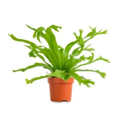 Asplenium Crissie Amy - Bird's Nest Fern 19 Asplenium Crissie Amy - Bird's Nest Fern -Plants Sale Store Asplenium Crissie Amy Birds Nest Fern 12x20cm