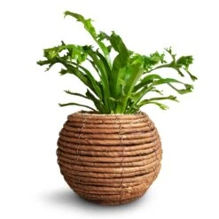 Asplenium Crissie Amy - Bird's Nest Fern 25 Asplenium Crissie Amy - Bird's Nest Fern -Plants Sale Store Asplenium Crissie Amy Birds Nest Fern 12x25cm Lida Plant Basket Natural 21x17cm