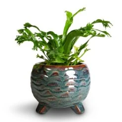 Dewi Plant Pot - Marrakesh -Plants Sale Store Asplenium CrissieAmy Birds NestFern 21x16cm 3f534381 acfd 4cee bd1b 78142899bd4c