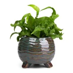 Asplenium Hurricane - Twisted Bird's Nest Fern -Plants Sale Store Asplenium Hurricane Twisted Bird s Nest Fern 12x20cm Dewi Plant Pot Marrakesh 18x14cm