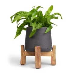 Patt Plant Pot - Low Stand - Black Washed -Plants Sale Store Asplenium Hurricane Twisted Bird s Nest Fern 12x20cm Patt Plant Pot Low Stand Black Washed 20x21cm 2 24ee239f 6a72 45ae a024 b681e4f3ae81