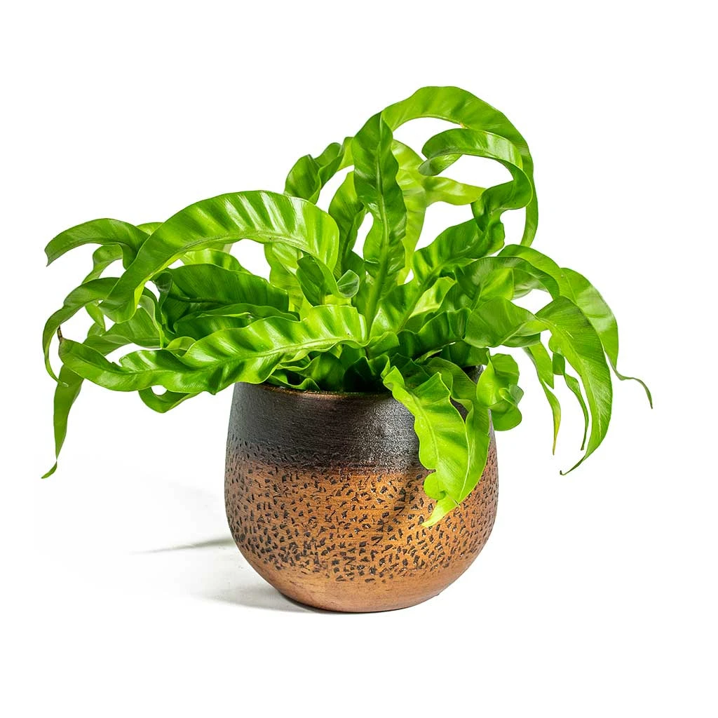Mya Plant Pot - Shiny Mocha 18 Mya Plant Pot - Shiny Mocha - Image 16