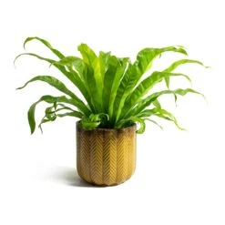 Asplenium Hurricane - Twisted Bird's Nest Fern -Plants Sale Store Asplenium Hurricane Twisted Birds Nest Fern Cecil Plant Pot Ochre