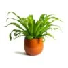 Asplenium Hurricane - Twisted Bird's Nest Fern -Plants Sale Store Asplenium Hurricane Twisted Birds Nest Fern Charlotte Orange Plant Pot